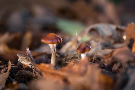 Exploring the spiritual side of magic mushrooms in Billericay
